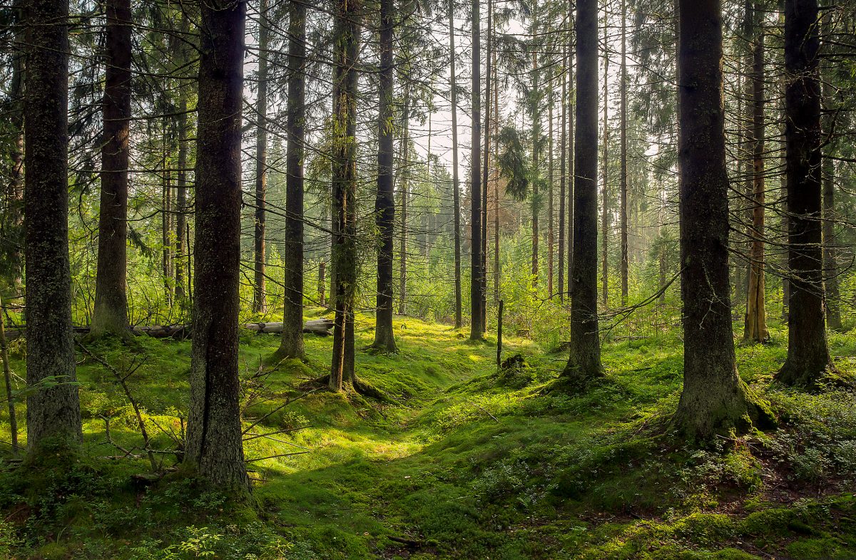 Seeing the Forest through the Trees – CJM Wealth Advisers